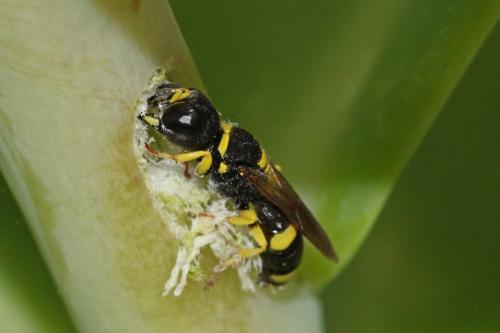 Réf. 292 757 : Ectemnius hypsae
